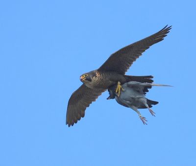 Slechtvalk - Peregrine Falcon