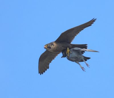 Slechtvalk - Peregrine Falcon