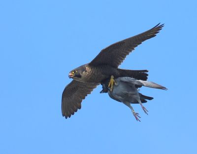Slechtvalk - Peregrine Falcon