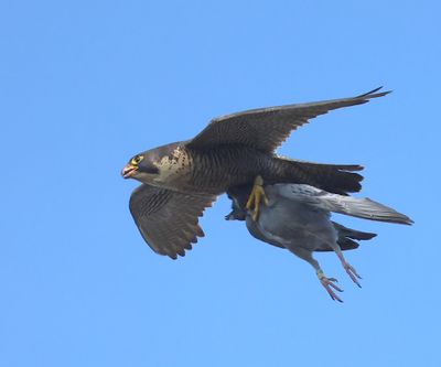 Slechtvalk - Peregrine Falcon