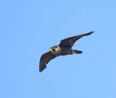 Slechtvalk - Peregrine Falcon