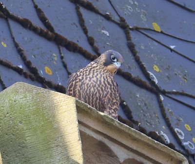 Slechtvalk - Peregrine Falcon