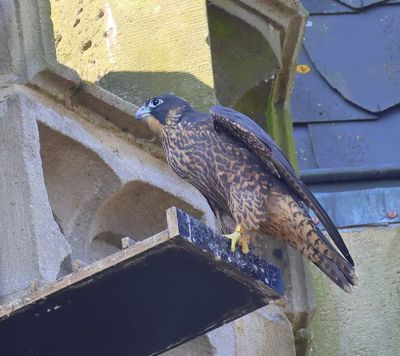 Slechtvalk - Peregrine Falcon