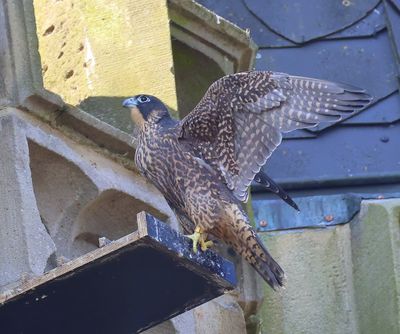Slechtvalk - Peregrine Falcon