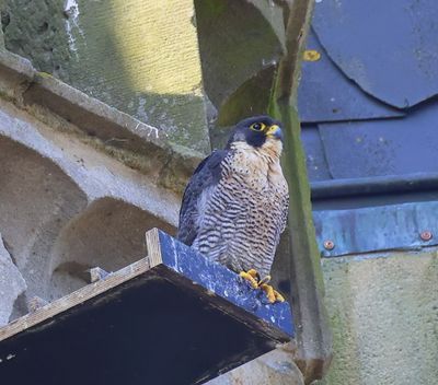 Slechtvalk - Peregrine Falcon