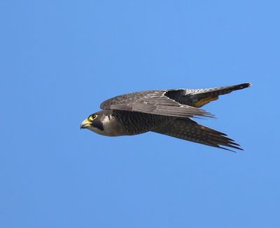 Slechtvalk - Peregrine Falcon