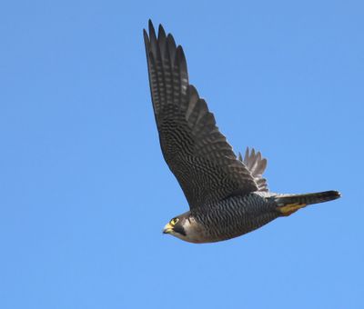Slechtvalk - Peregrine Falcon