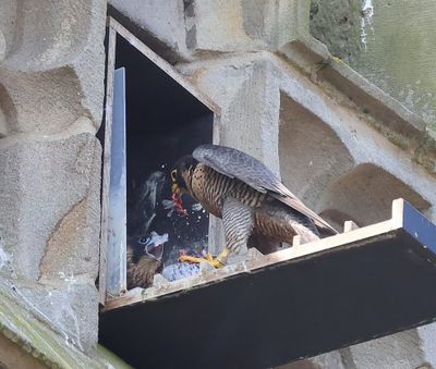 Slechtvalken - Peregrine Falcons