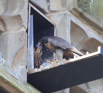 Slechtvalken - Peregrine Falcons