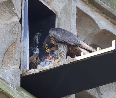 Slechtvalken - Peregrine Falcons