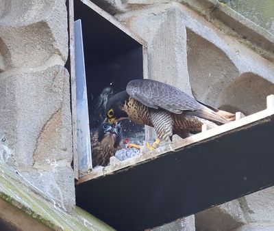 Slechtvalken - Peregrine Falcons