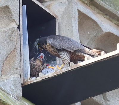 Slechtvalken - Peregrine Falcons