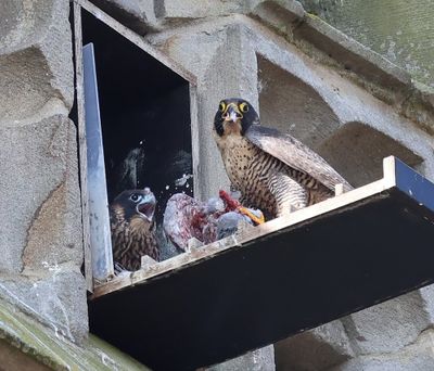 Slechtvalken - Peregrine Falcons
