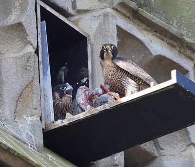 Slechtvalken - Peregrine Falcons