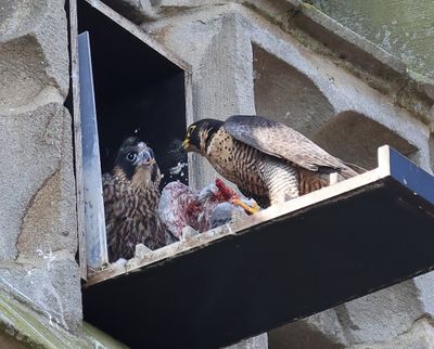 Slechtvalken - Peregrine Falcons