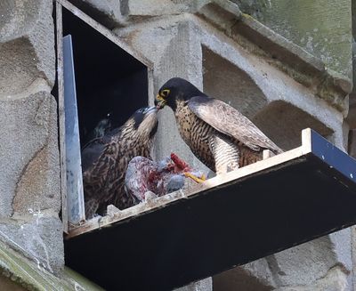 Slechtvalken - Peregrine Falcons