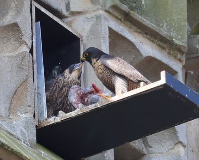 Slechtvalken - Peregrine Falcons