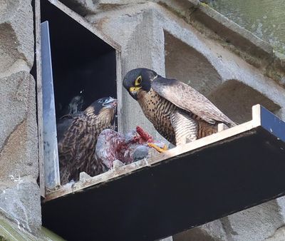 Slechtvalken - Peregrine Falcons