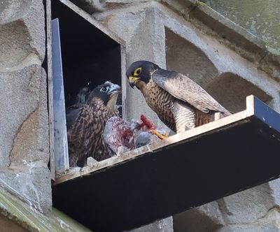 Slechtvalken - Peregrine Falcons