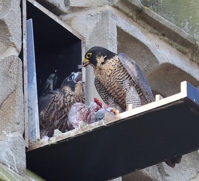 Slechtvalken - Peregrine Falcons