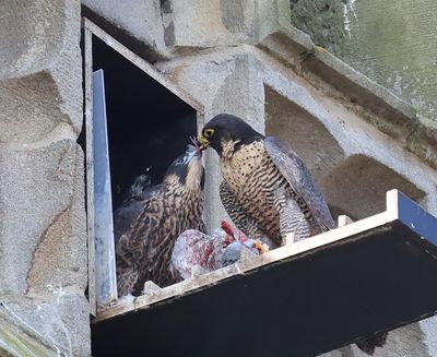 Slechtvalken - Peregrine Falcons