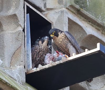 Slechtvalken - Peregrine Falcons