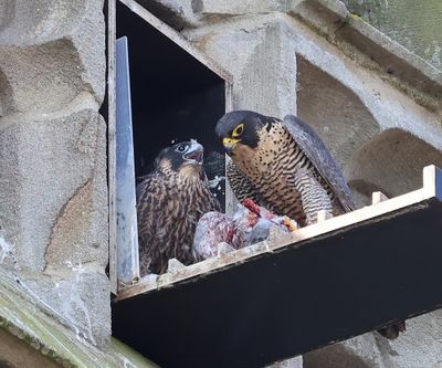 Slechtvalken - Peregrine Falcons