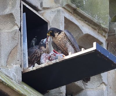 Slechtvalken - Peregrine Falcons