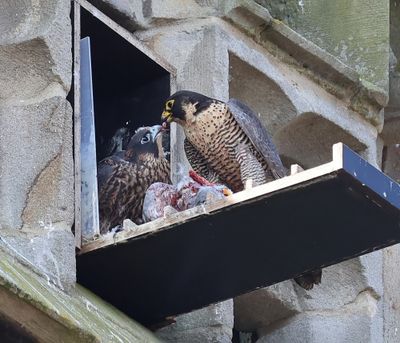 Slechtvalken - Peregrine Falcons
