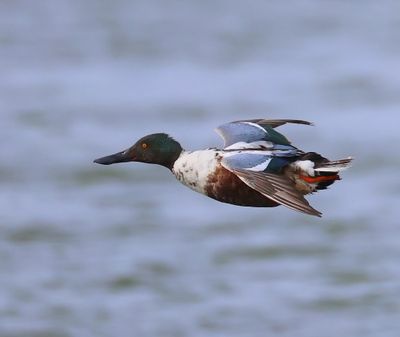 Slobeend - Northern Shoveler