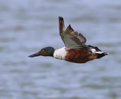 Slobeend - Northern Shoveler
