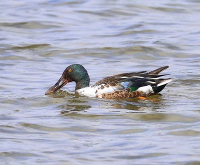 Slobeend - Northern Shoveler