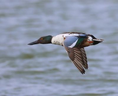 Slobeend - Northern Shoveler