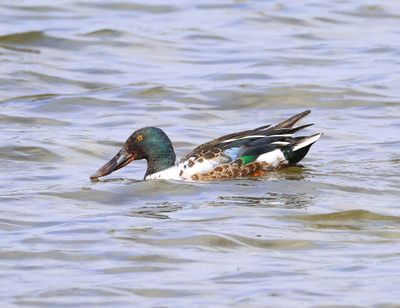 Slobeend - Northern Shoveler
