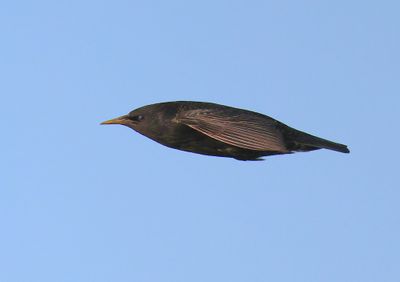 Spreeuw - Common Starling