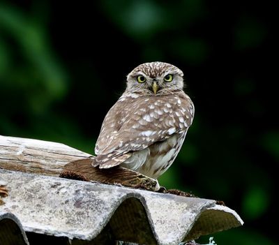 Steenuil - Little Owl