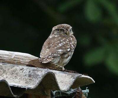 Steenuil - Little Owl