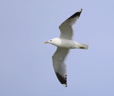 Stormmeeuw - Common Gull