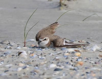 Strandplevier - Kentish Plover