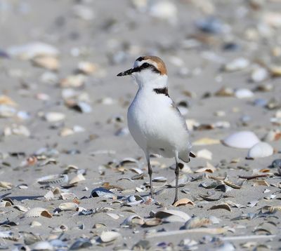 Strandplevier - Kentish Plover