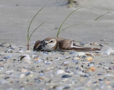 Strandplevier - Kentish Plover