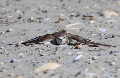 Strandplevier - Kentish Plover