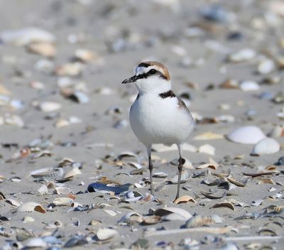 Strandplevier - Kentish Plover