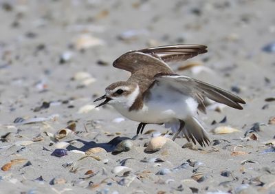 Strandplevier - Kentish Plover