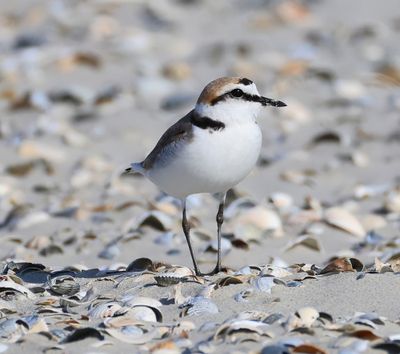 Strandplevier - Kentish Plover