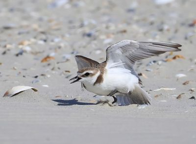 Strandplevier - Kentish Plover