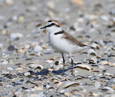 Strandplevier - Kentish Plover