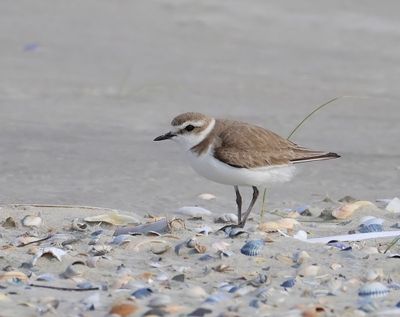 Strandplevier - Kentish Plover