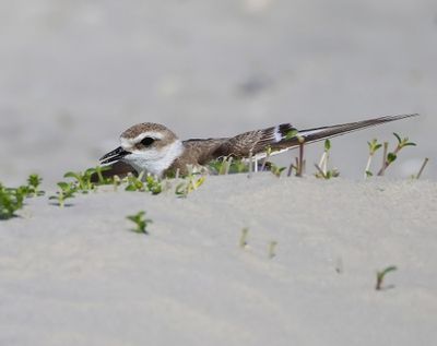 Strandplevier - Kentish Plover
