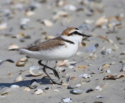 Strandplevier - Kentish Plover